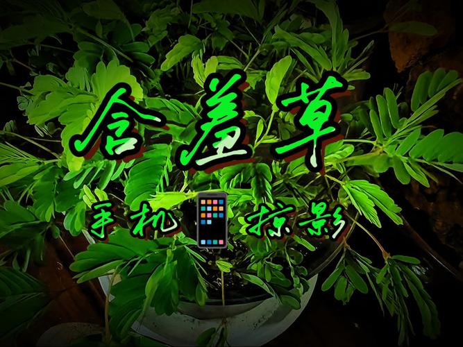 意大利伦理一级片的相关介绍