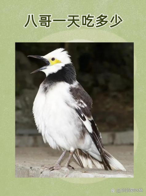 西田麻衣最新大尺度写真的相关介绍